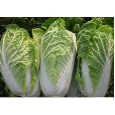 大白菜/颗(2500g±30g)