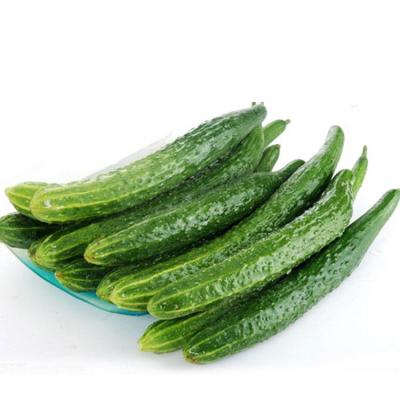 黄瓜(约650g)