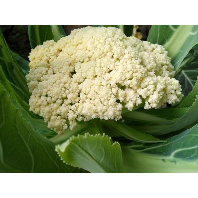 散花菜