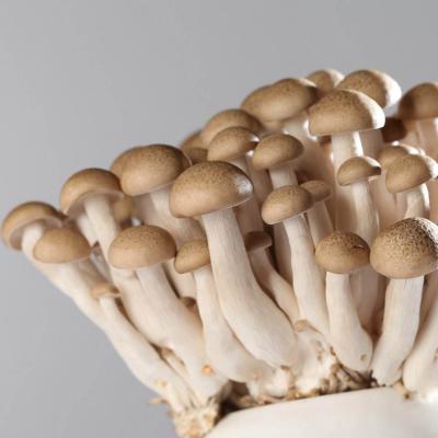 蟹味菇