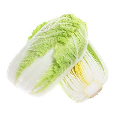 大白菜