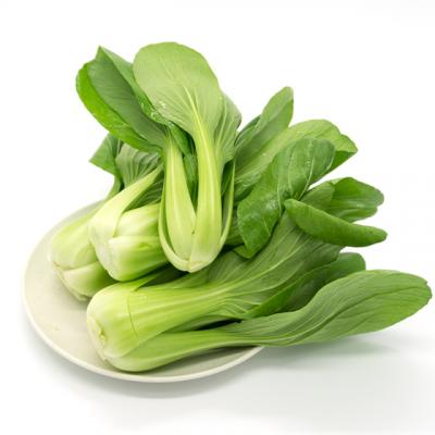 飘儿白