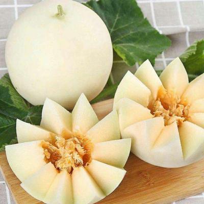 白香瓜