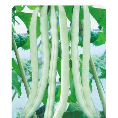 白花豆