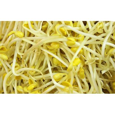 黄豆芽