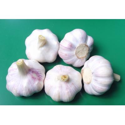 新鲜大蒜