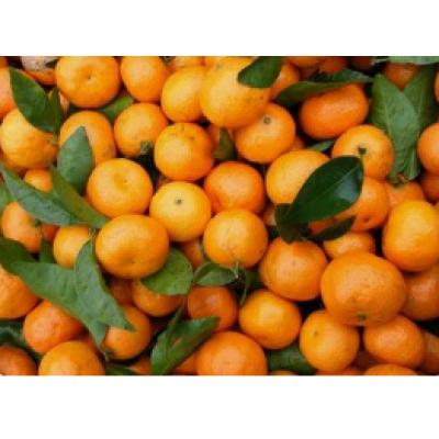 砂糖橘/斤(500g±10g)